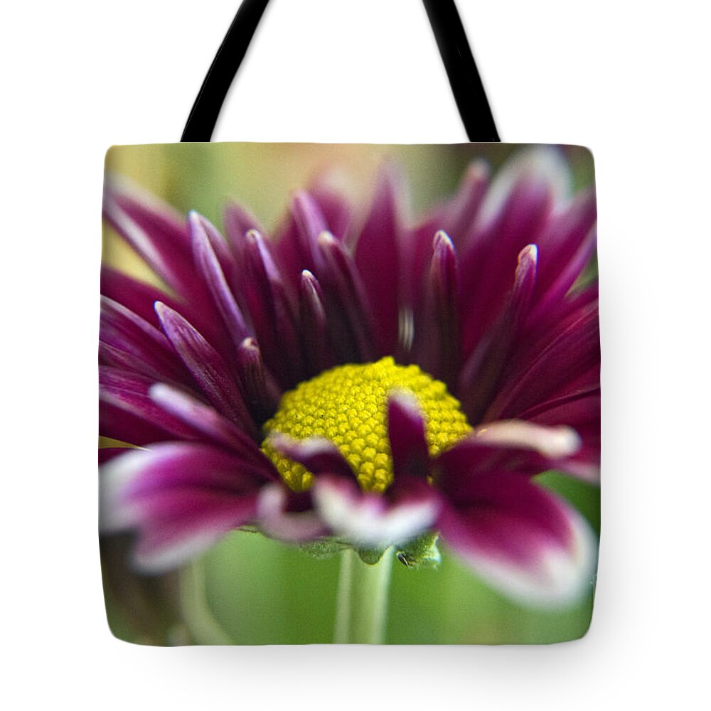 Wall Art Tote Bag featuring the photograph Purple Daisy by Kelly Holm