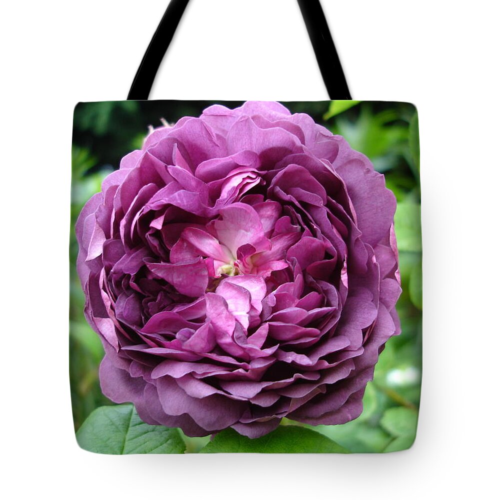 Rose Tote Bag featuring the photograph Purple English Rose by Susan Baker
