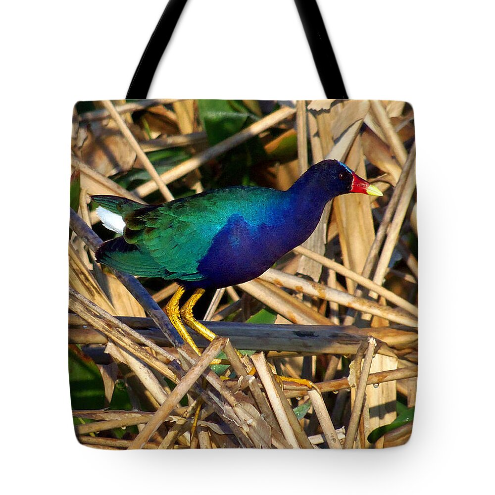 Purple Galinule Tote Bag featuring the photograph Purple Galinule 003 by Christopher Mercer