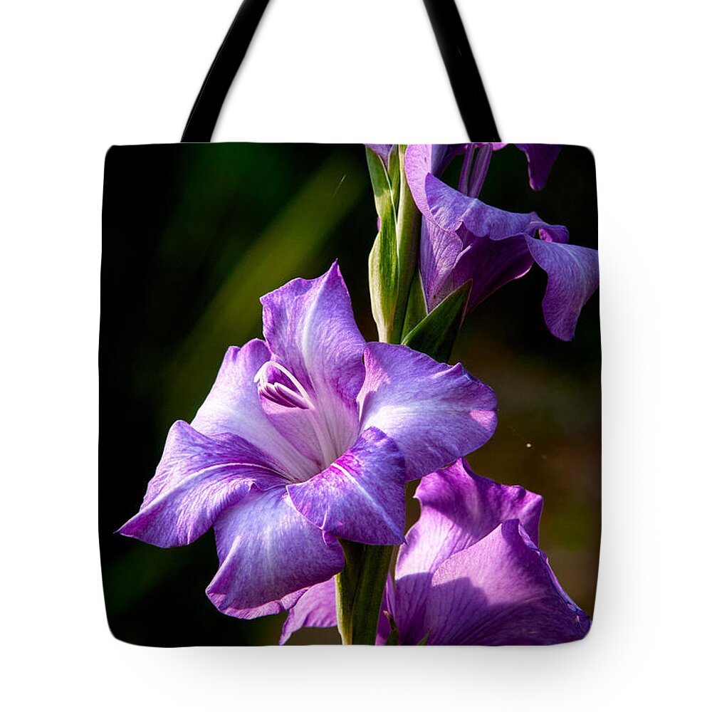 Gladiolas Tote Bag featuring the photograph Purple Glads by Christopher Holmes