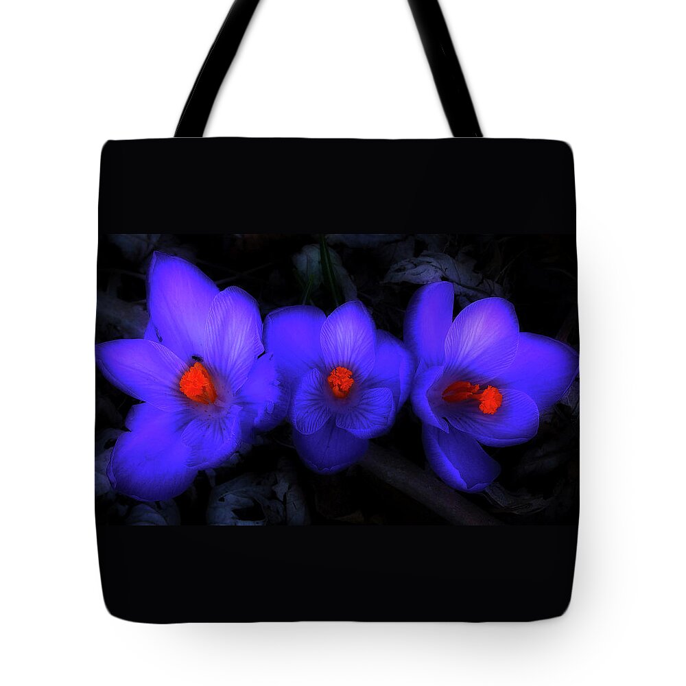 Crocus Tote Bag featuring the photograph Beautiful Blue Purple Spring Crocus Blooms by Shelley Neff