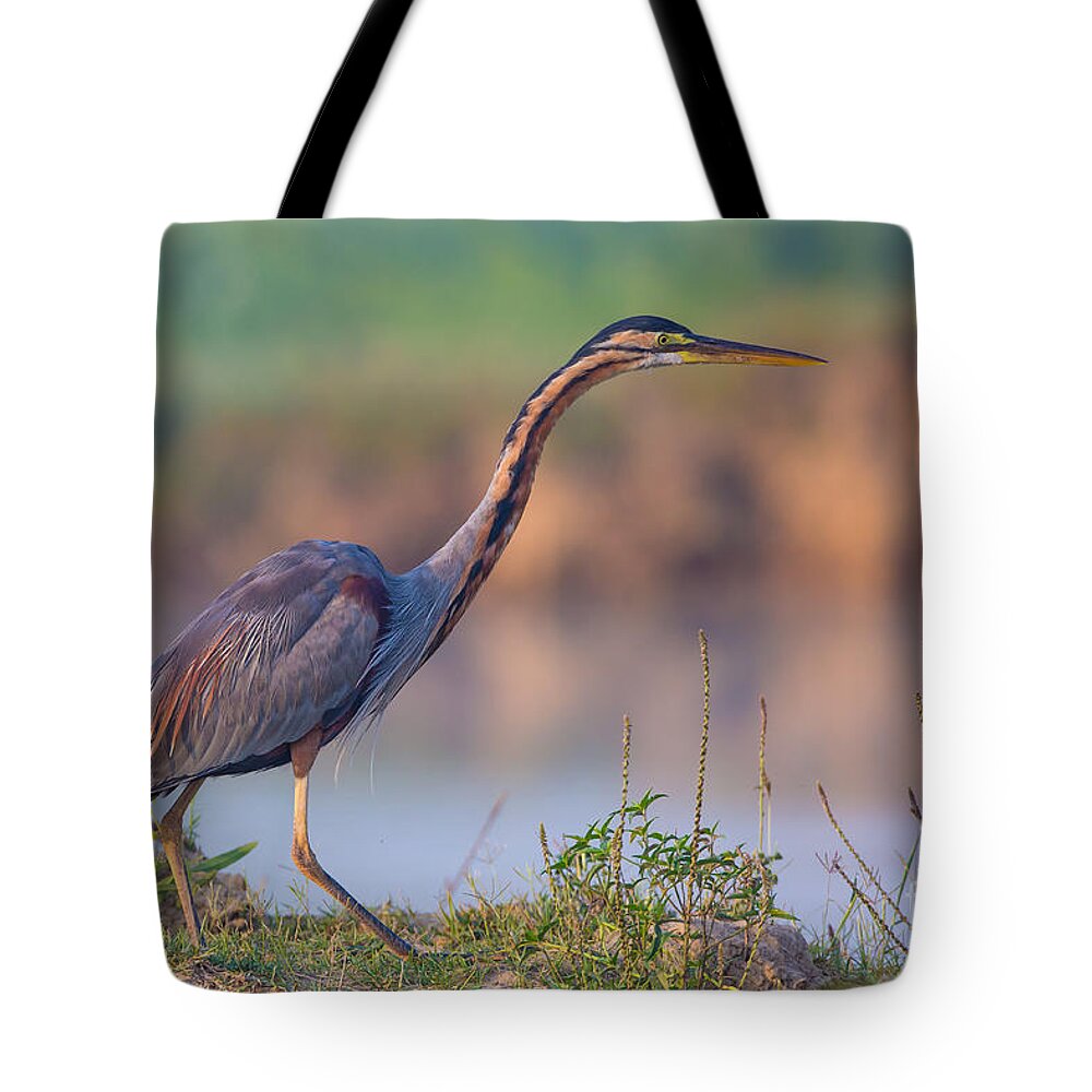 Purple Heron Tote Bag featuring the photograph Purple Heron, India by B. G. Thomson