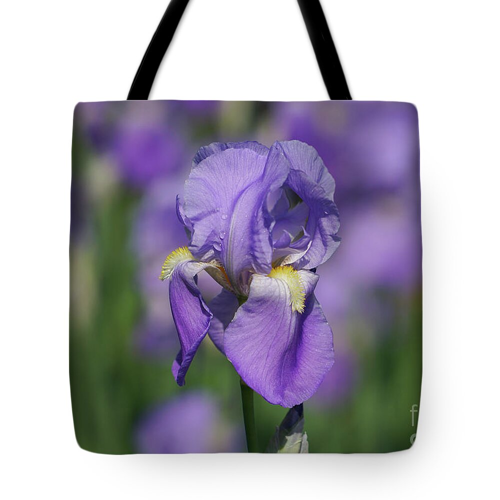 Purple Iris Fields Forever Tote Bag featuring the photograph Purple Iris Fields Forever by Rachel Cohen