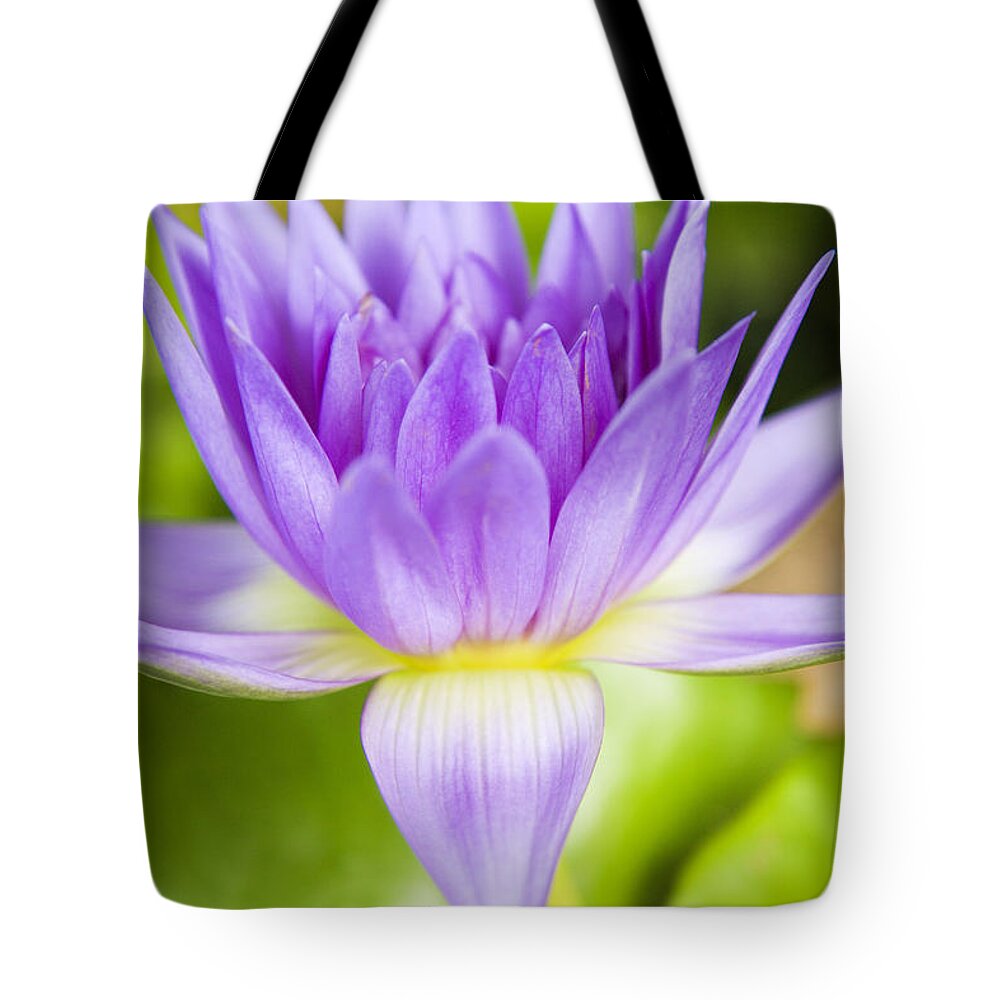Afternoon Tote Bag featuring the photograph Purple Lotus Blossom by Dana Edmunds - Printscapes