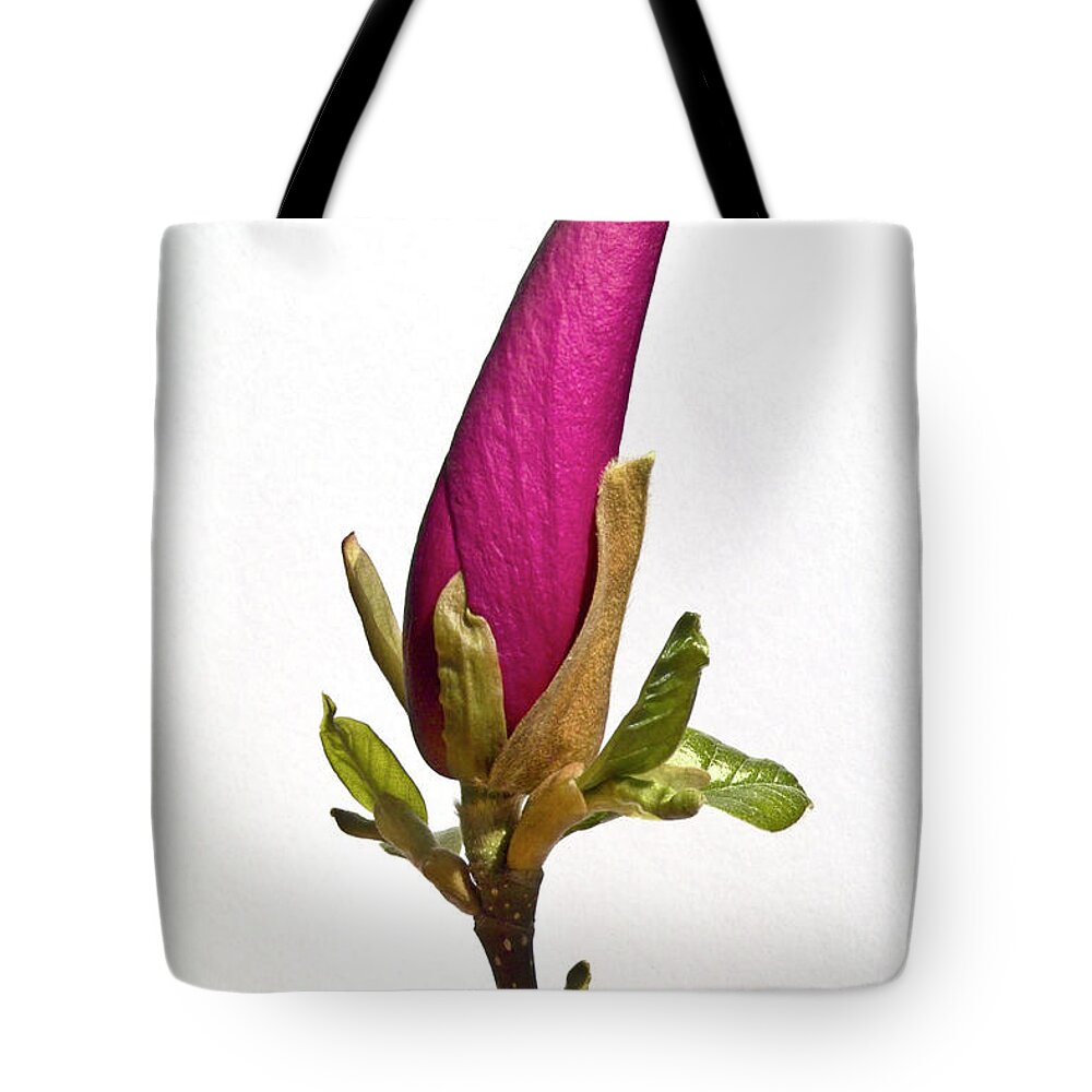 Plant Tote Bag featuring the photograph Purple Magnolia by Heiko Koehrer-Wagner