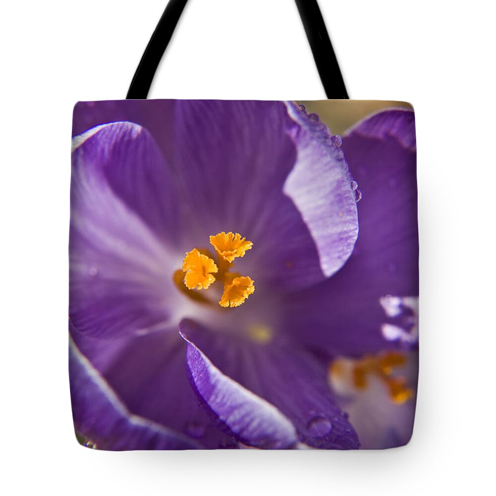 Crocus Tote Bag featuring the photograph Purple Spring Crocus by Teresa Mucha
