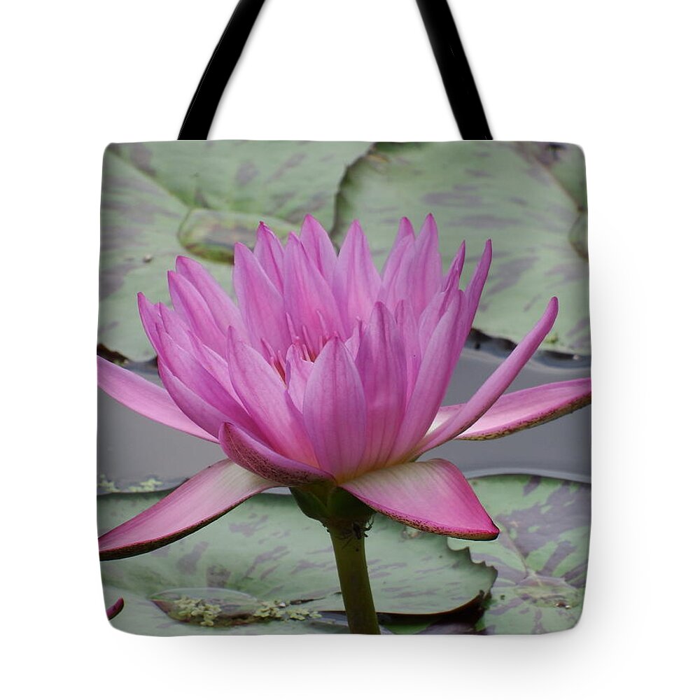 Scoobydrew81 Andrew Rhine Flower Flowers Bloom Blooms Macro Petal Petals Close-up Closeup Nature Botany Botanical Floral Flora Art Color Soft Purple Pink Lilly Water Pond Green Detail Simple Contrast Simple Clean Crisp Spring Round Art Tropical Artistic Tote Bag featuring the photograph Purple water Lilly by Andrew Rhine