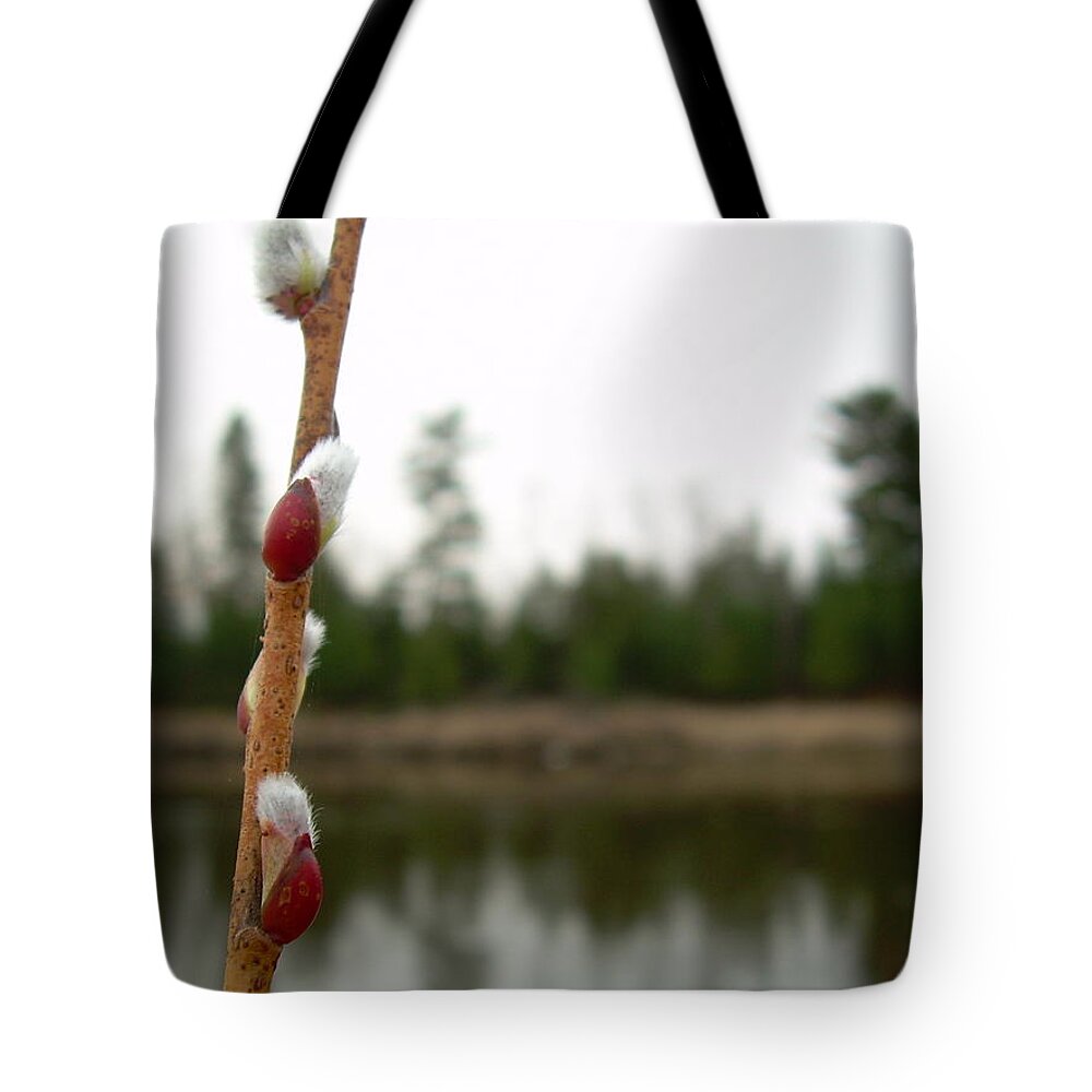 Pussy Willow Tote Bag featuring the photograph Pussy Willow Buds by Kent Lorentzen
