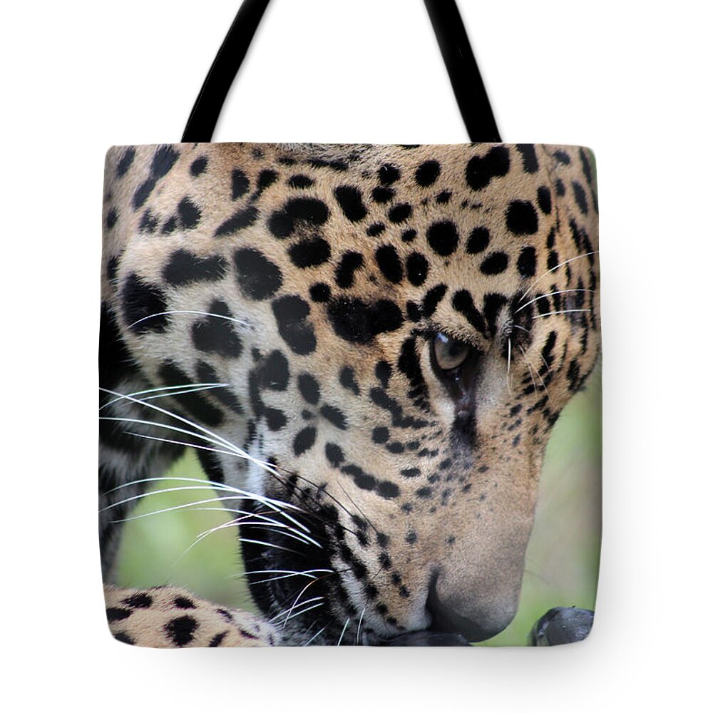 Jaguar Tote Bag featuring the photograph Jaguar and Toy by DB Hayes