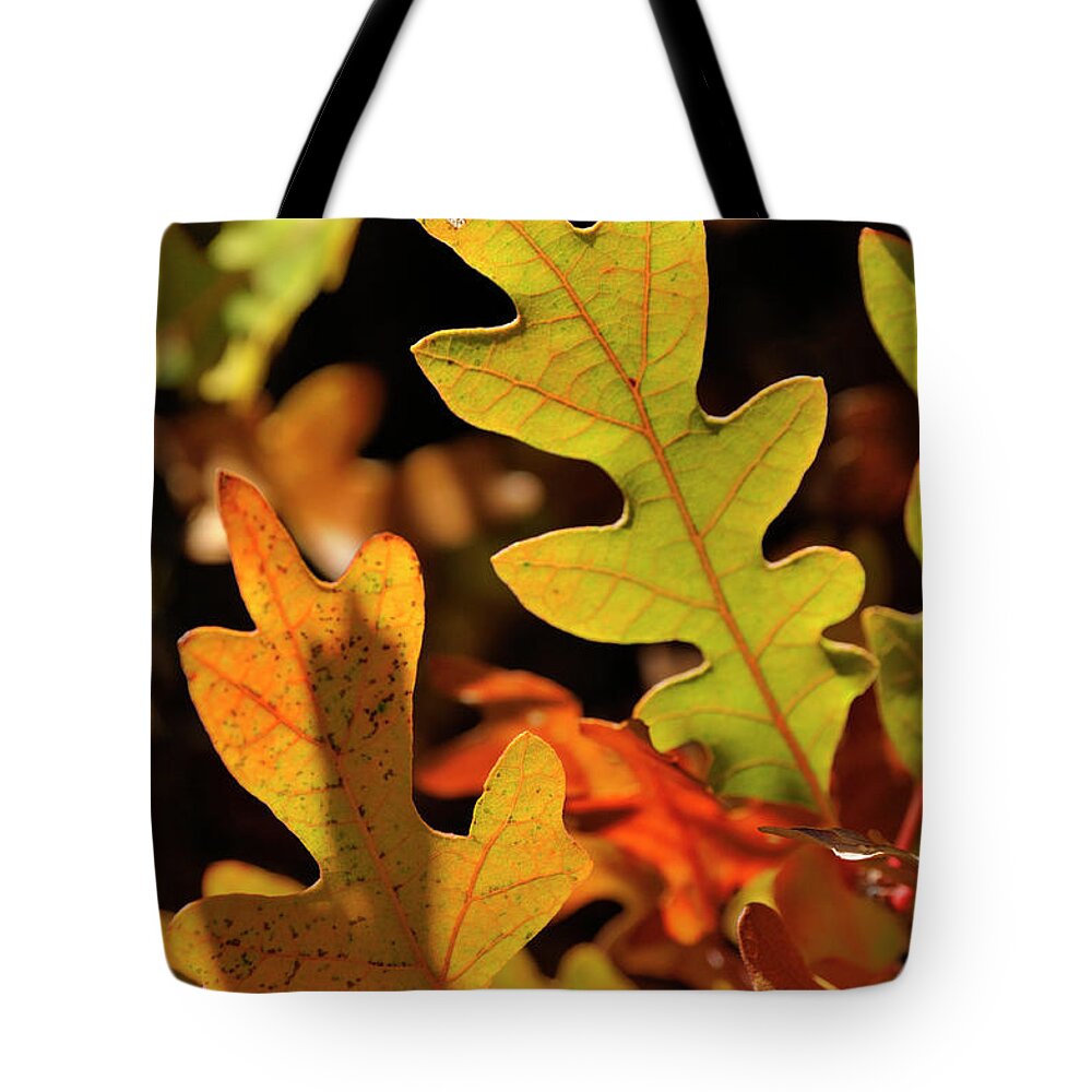 Nature Tote Bag featuring the photograph Pygmy Oak II by Ron Cline