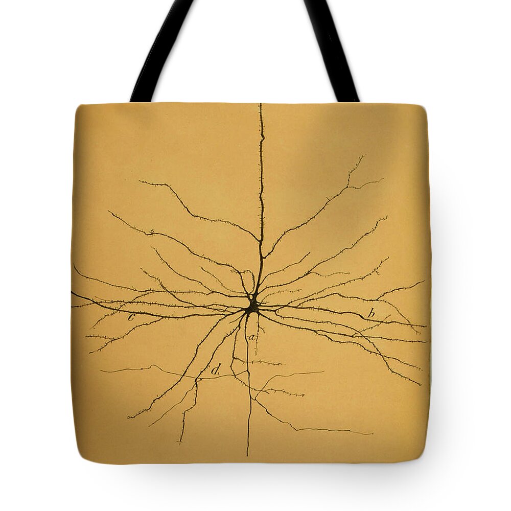 Pyramidal Cell Tote Bag featuring the photograph Pyramidal Cell In Cerebral Cortex, Cajal by Science Source
