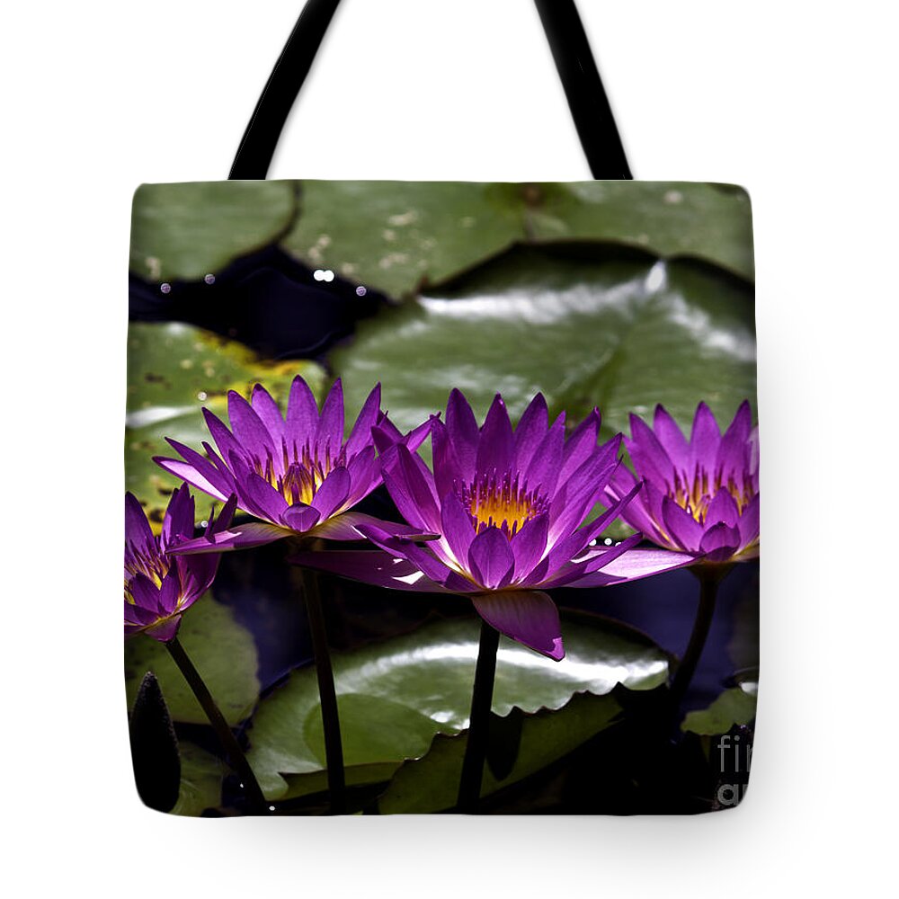 Fine Art Photo Tote Bag featuring the photograph Quad Four Two by Ken Frischkorn