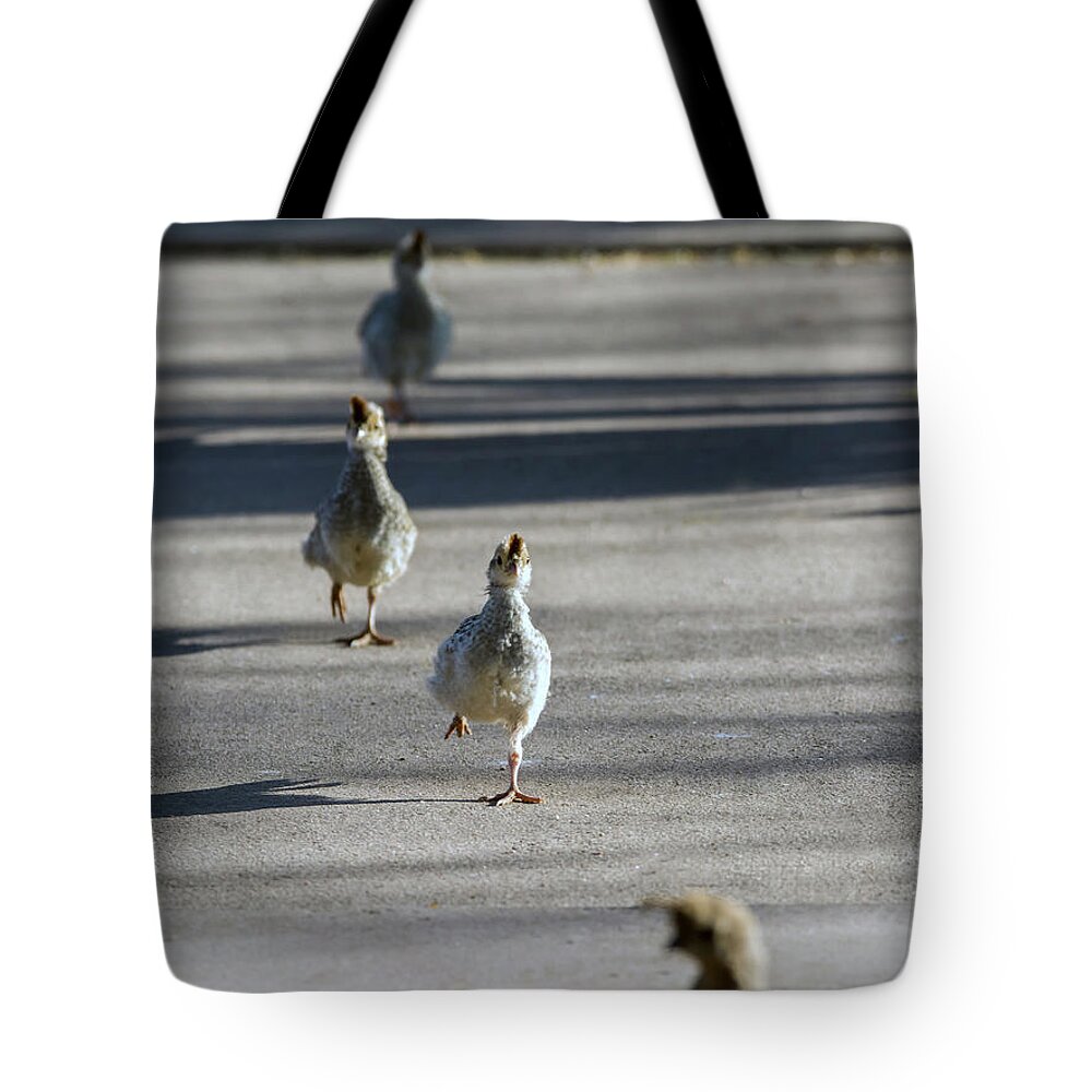 Quail Tote Bag featuring the photograph Quail Chicks Perspective by Tam Ryan