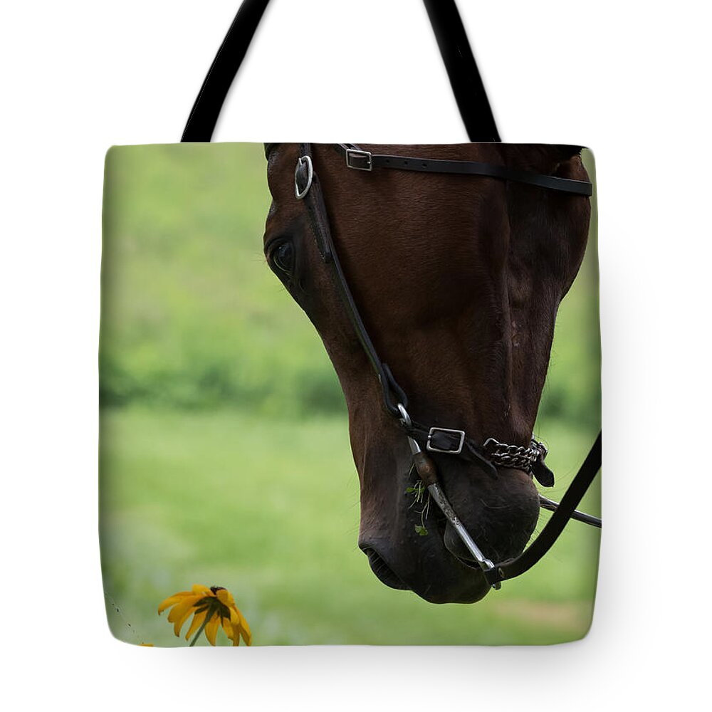 Quarter Horse Tote Bag featuring the photograph Quarter Horse by Holden The Moment