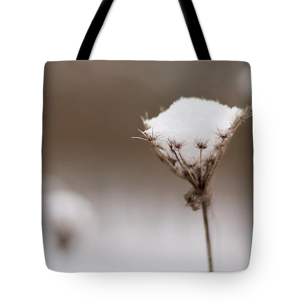 Wildflower Tote Bag featuring the photograph Queen Anne in the Snow by Holly Ross