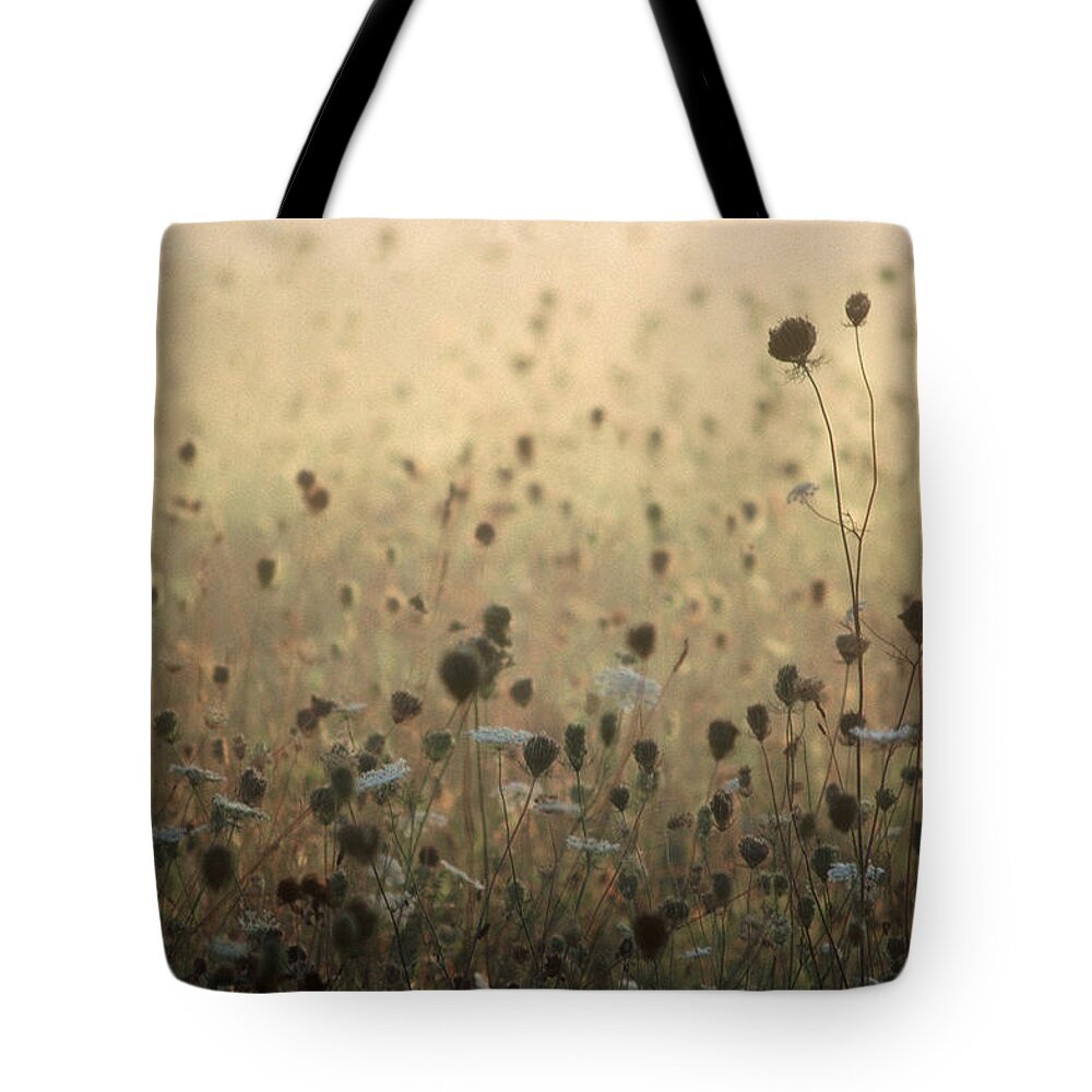 Queen Anne's Lace Tote Bag featuring the photograph Queen Anne's Court by DArcy Evans