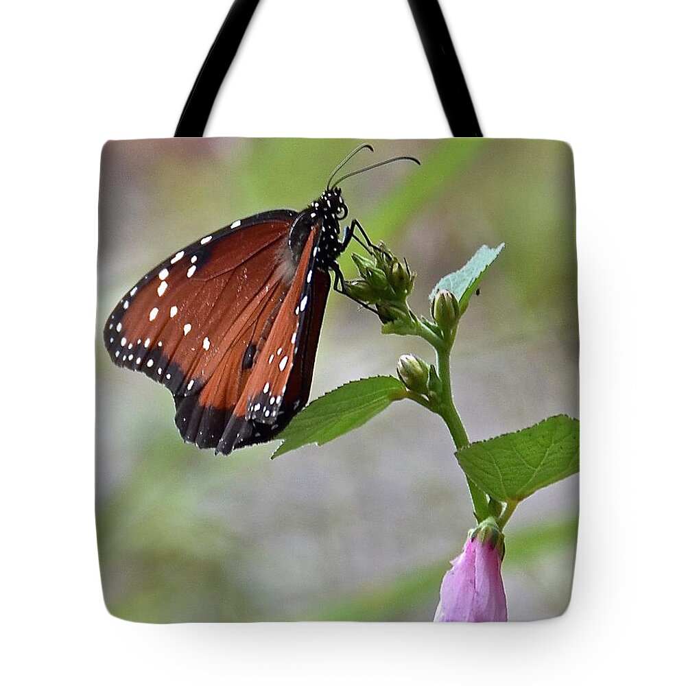 Butterfly Tote Bag featuring the photograph Queen Butterfly by Carol Bradley