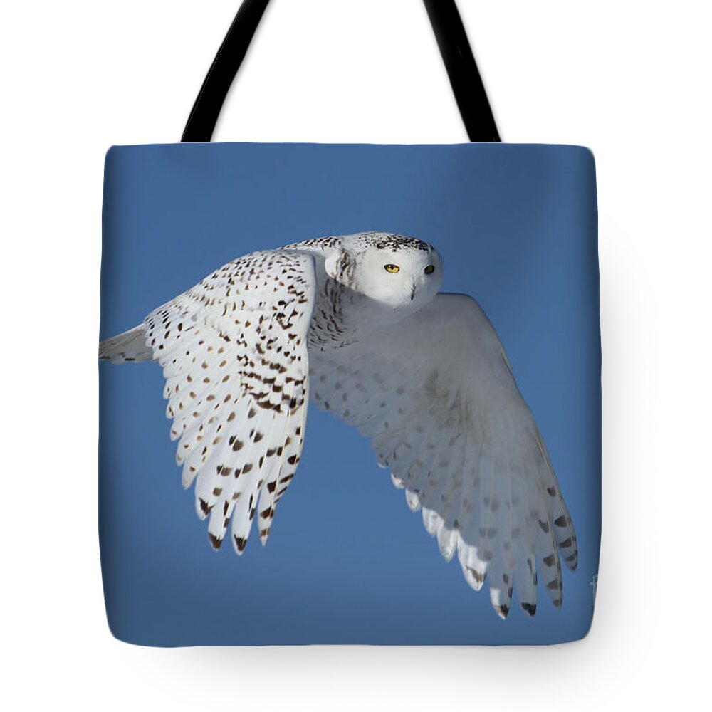 Owl Tote Bag featuring the photograph Queen of the sky by Heather King
