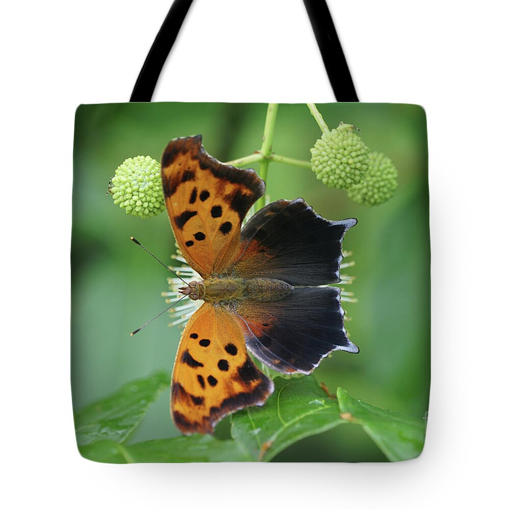 Question Mark Butterfly Tote Bag featuring the photograph Question Mark Butterfly - Top View 1 by Robert E Alter Reflections of Infinity