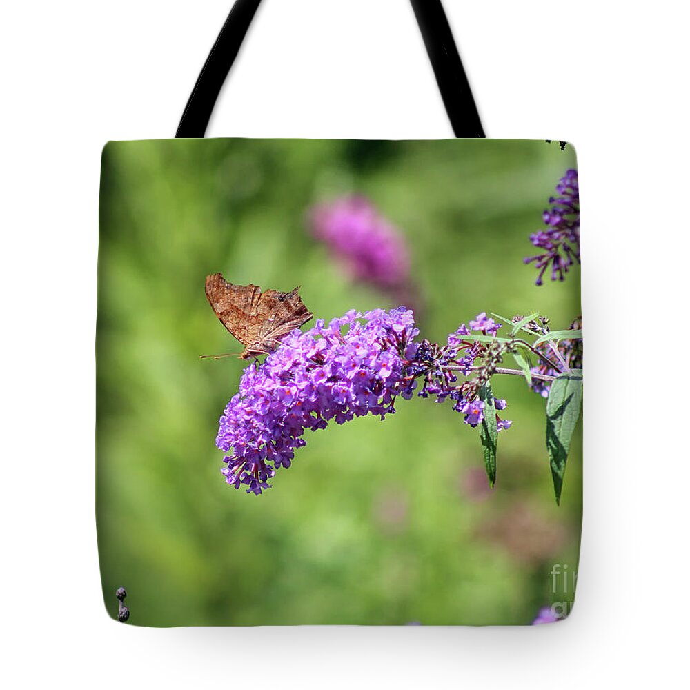 Question Mark Butterfly Tote Bag featuring the photograph Question Mark Butterfly Ventral View by Karen Adams