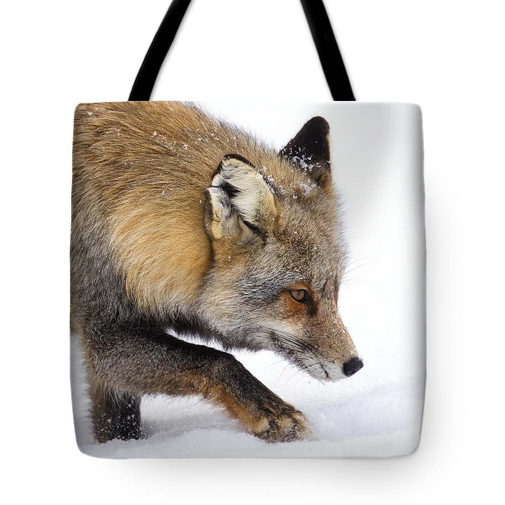 Cross Fox Tote Bag featuring the photograph Silent Approach by Aaron Whittemore