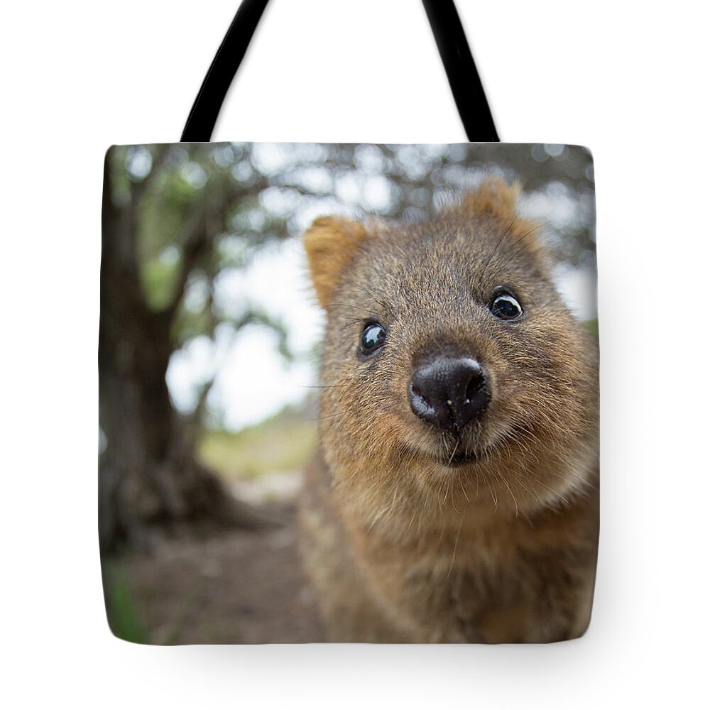 Quokka Tote Bag featuring the photograph Quokka by Max Waugh