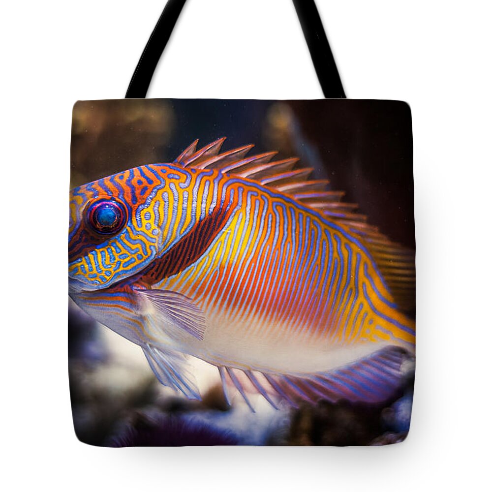 Animals Tote Bag featuring the photograph Rabbitfish by Rikk Flohr