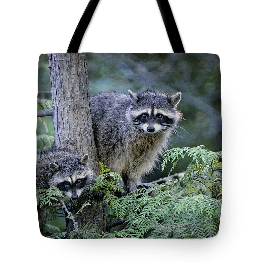 Raccoons Tote Bag featuring the photograph Raccoons in Stanley Park by Maria Angelica Maira