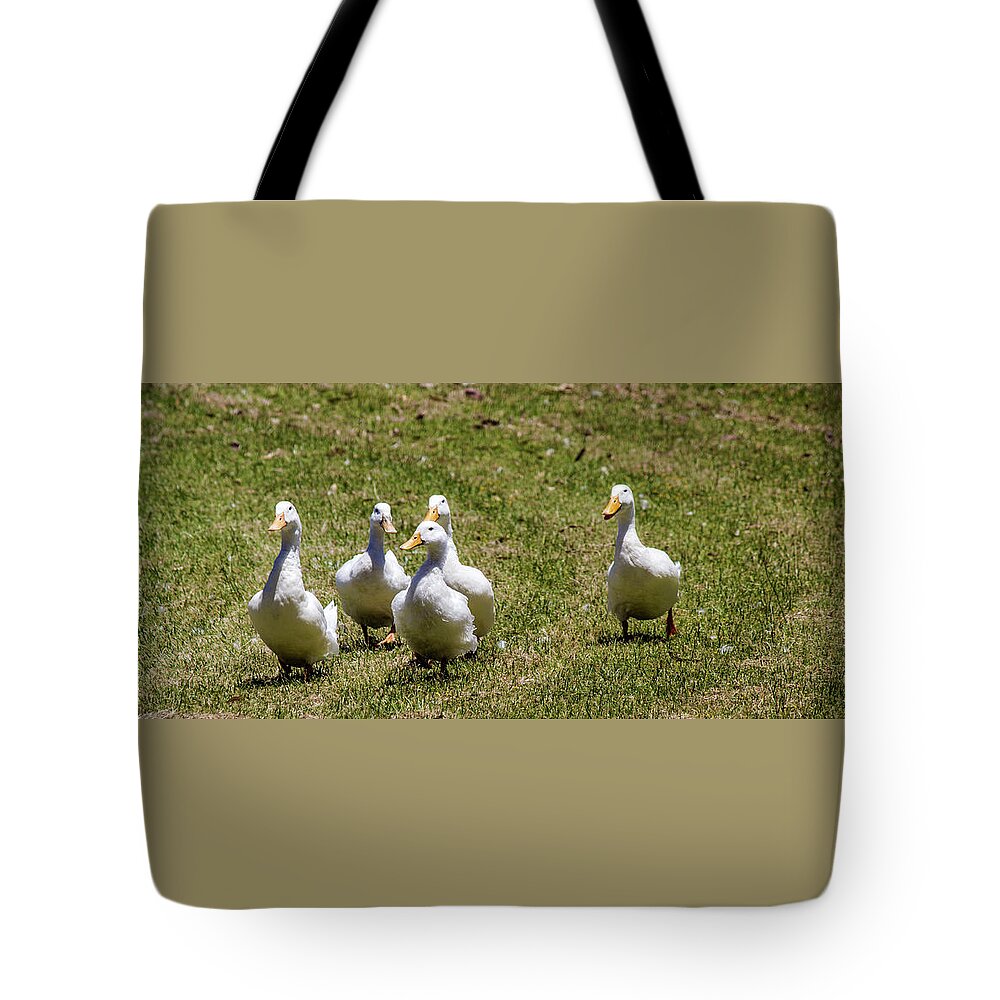 Ducks Tote Bag featuring the photograph Race Day by Tania Read