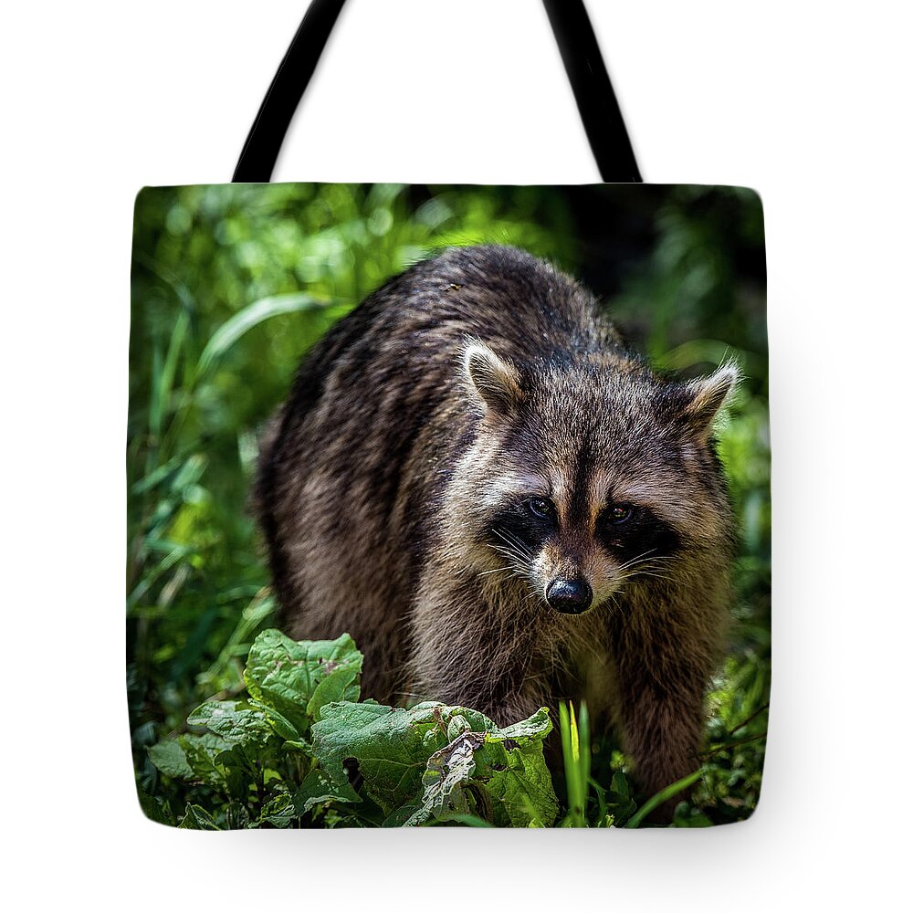 Racoon Tote Bag featuring the photograph Racoon by Paul Freidlund