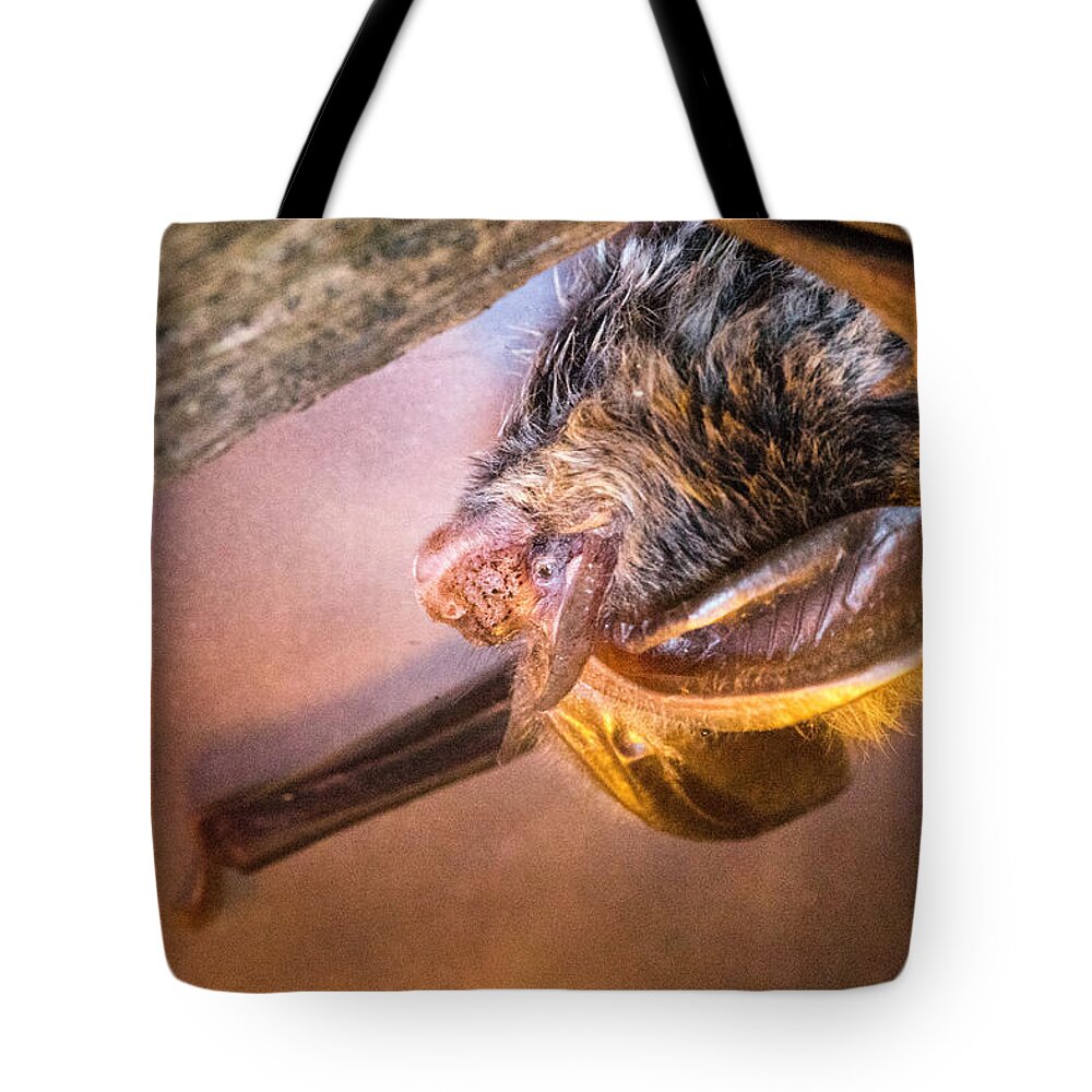 Big-eared Tote Bag featuring the photograph Rafinesqii Big Eared Bat in Profile by Douglas Barnett