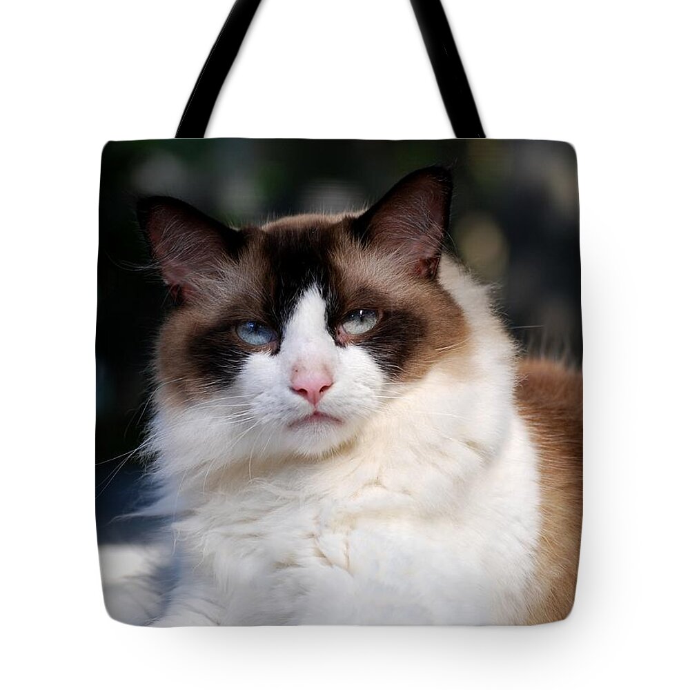 Rag Doll Tote Bag featuring the photograph Rag Doll Alpha Pose 1 by Angela Murray