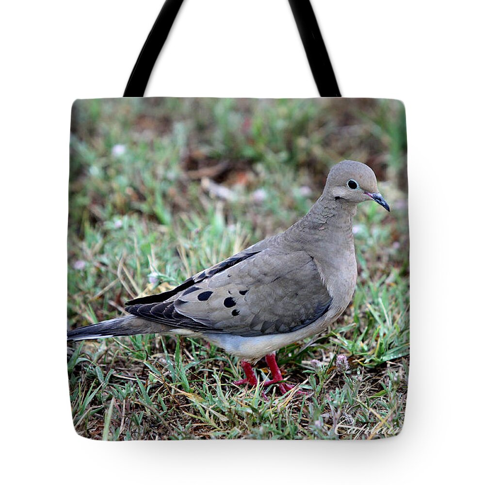 Mourning Dove Tote Bag featuring the photograph Rain Dove by Captain Debbie Ritter