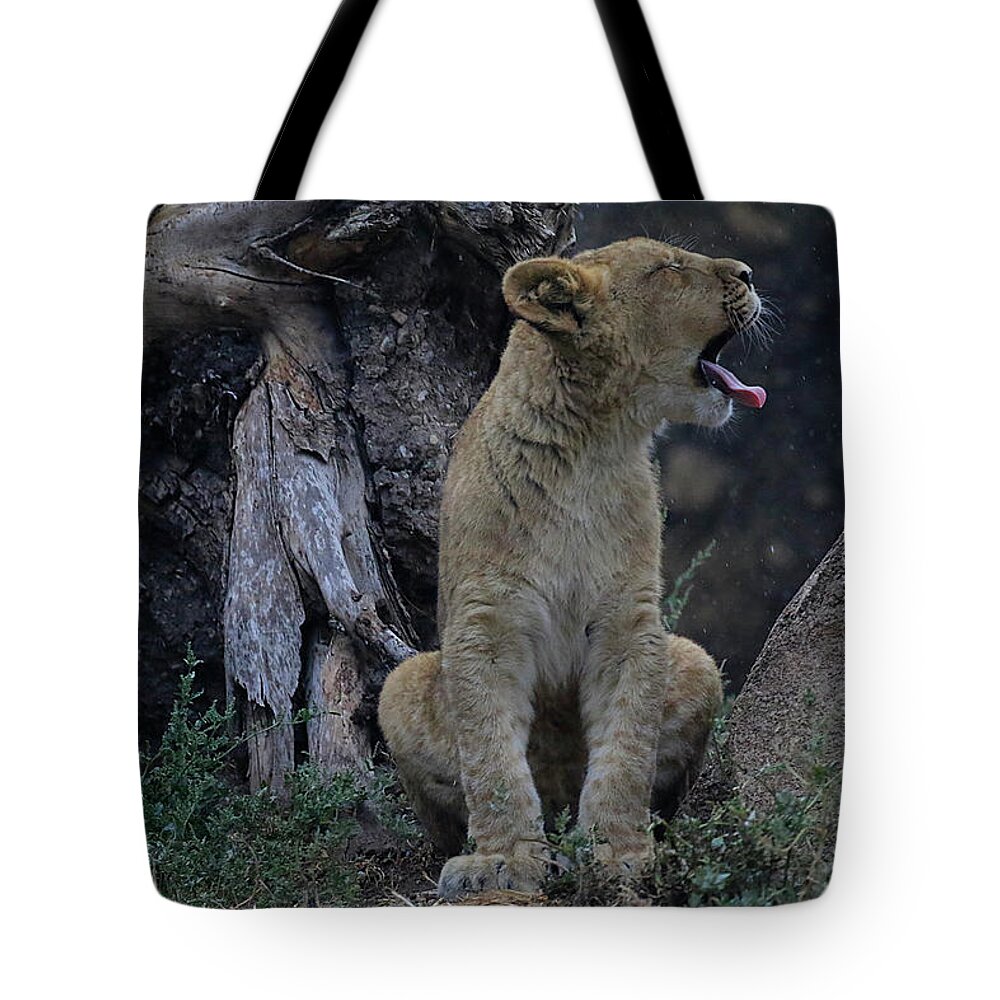 Lion Tote Bag featuring the photograph Rain on My Tongue by Steve McKinzie