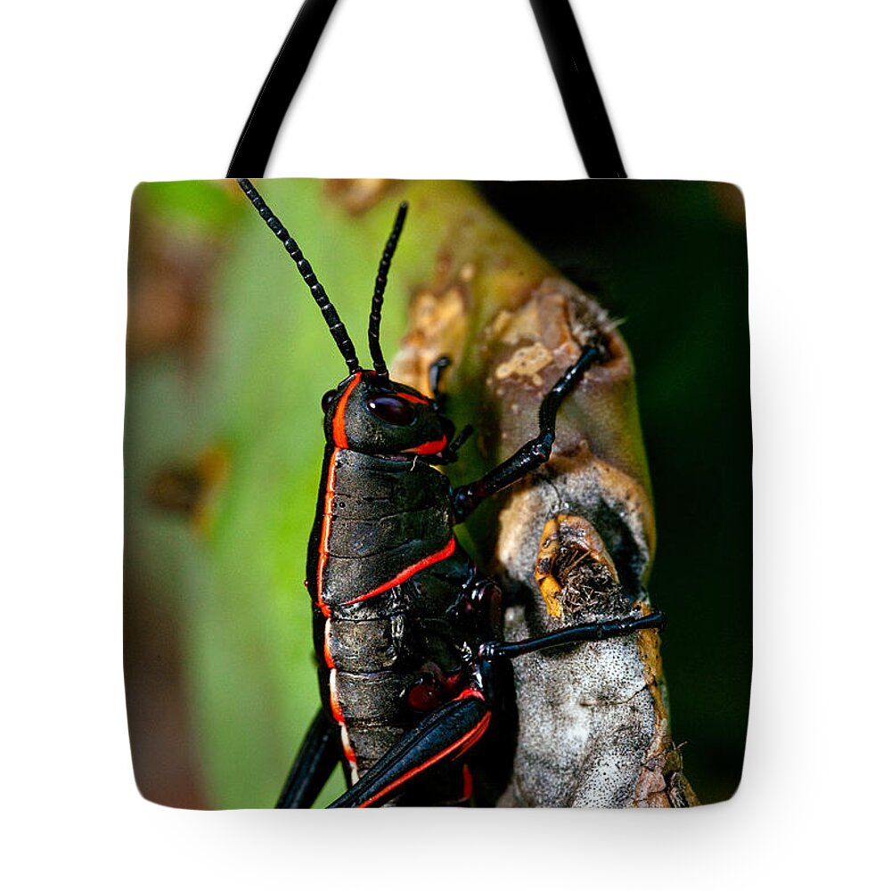 Insect Tote Bag featuring the photograph Rally Striped by Christopher Holmes