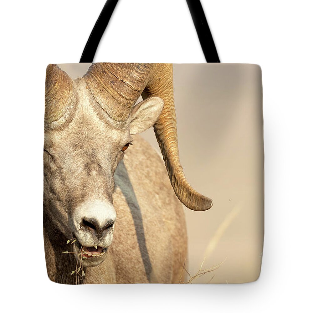 Big Horn Tote Bag featuring the photograph Ram Tough by Beve Brown-Clark Photography