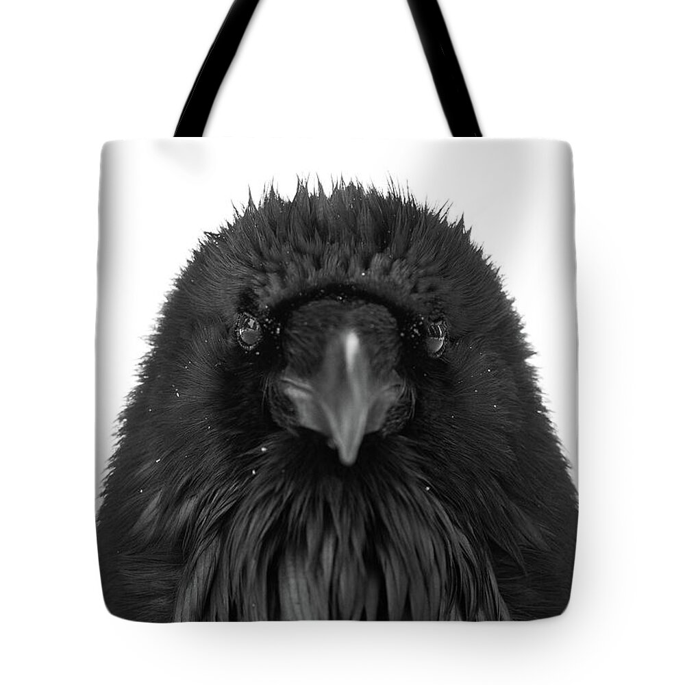 Common Raven Tote Bag featuring the photograph Raven Portrait by Max Waugh