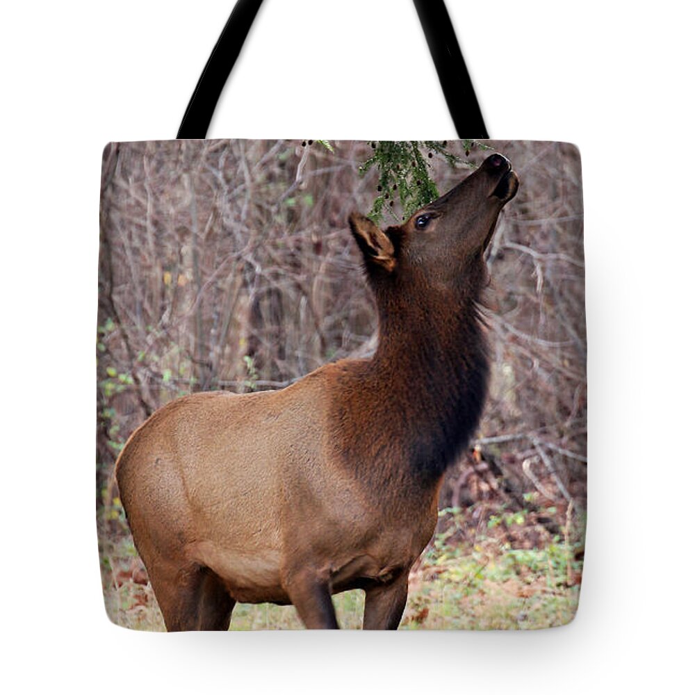 Female Elk Tote Bag featuring the photograph Reaching for a Treat by Jennifer Robin