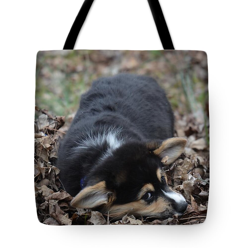 Ready To Rumble Tote Bag featuring the photograph Ready to Rumble by Maria Urso