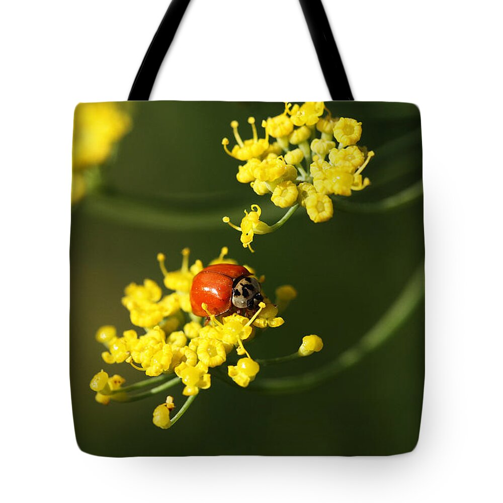 Ladybug Tote Bag featuring the photograph Rebel On The Dill by Connie Handscomb