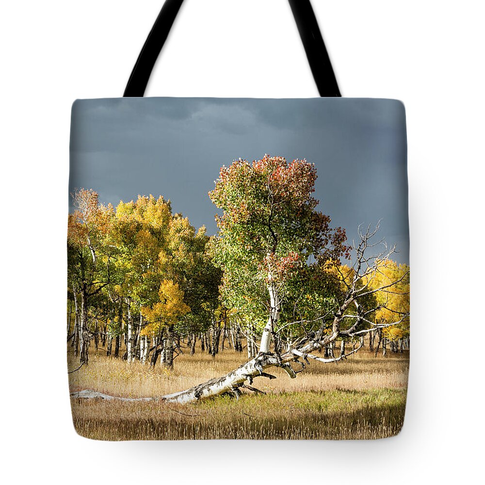 Aspen Tote Bag featuring the photograph Reclining Aspen by Denise Bush