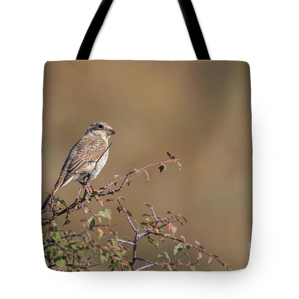 Animal Tote Bag featuring the photograph Red-backed shrike juv. - Lanius collurio by Jivko Nakev