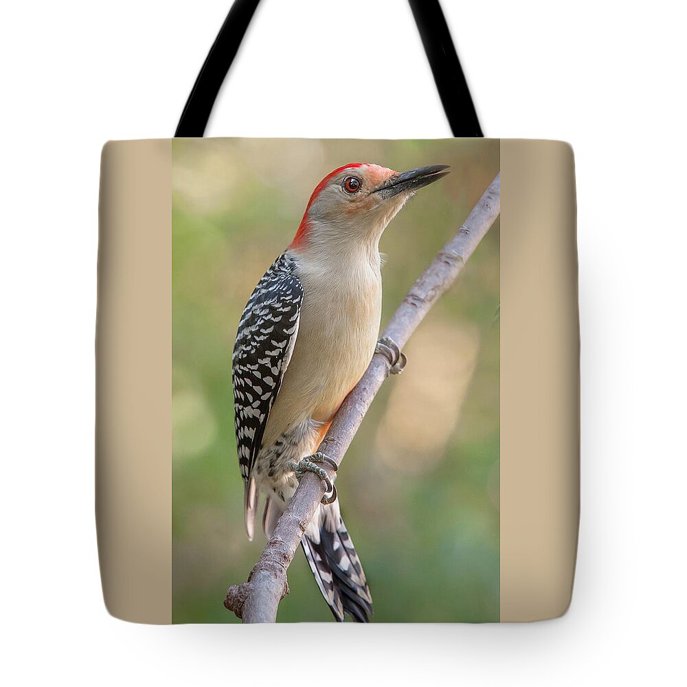Alexandria Tote Bag featuring the photograph Red-Bellied Woodpecker, Fall Morning by Jim Moore