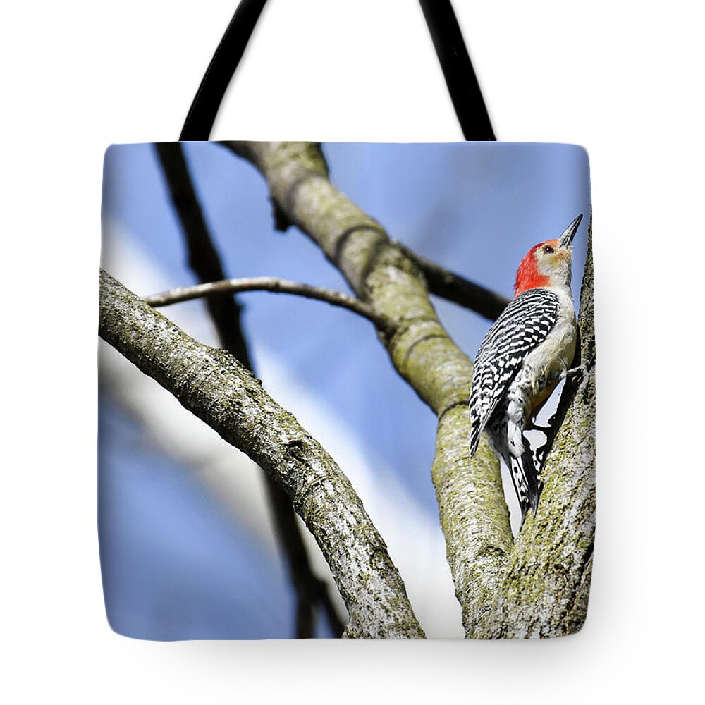 Birds Tote Bag featuring the photograph Red-bellied Woodpecker by Gary Wightman