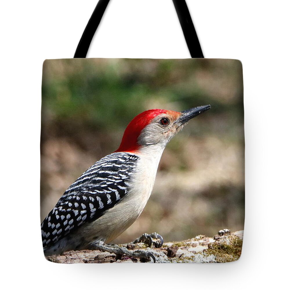 Nature Tote Bag featuring the photograph Red-bellied Woodpecker by Sheila Brown