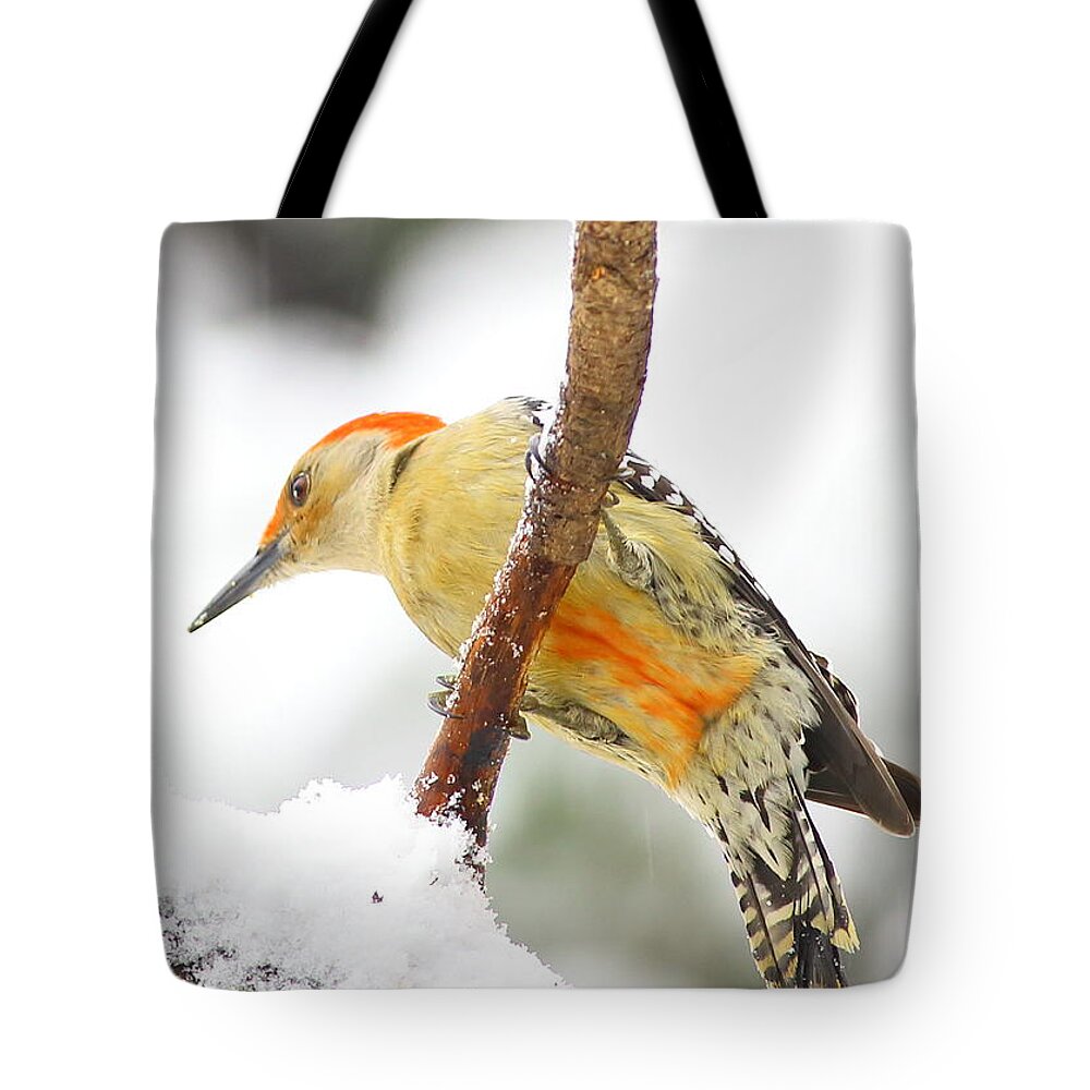 Red-bellied Woodpecker Tote Bag featuring the photograph Red-bellied Woodpecker With Snow by Daniel Reed