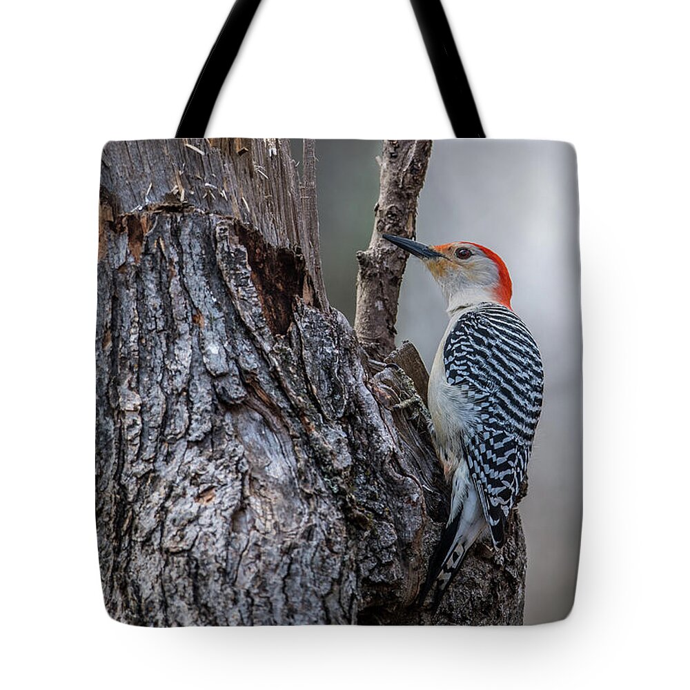 Red Tote Bag featuring the photograph Red Bellied Woody by Paul Freidlund