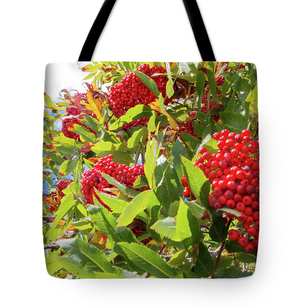 Red Tote Bag featuring the photograph Red Berries, Blue Skies by D K Wall