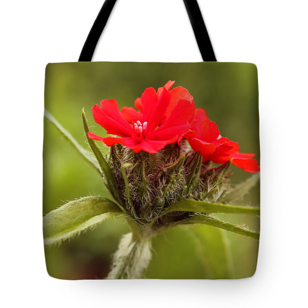Dreamer By Design Photography Tote Bag featuring the photograph Red Blooms by Kami McKeon