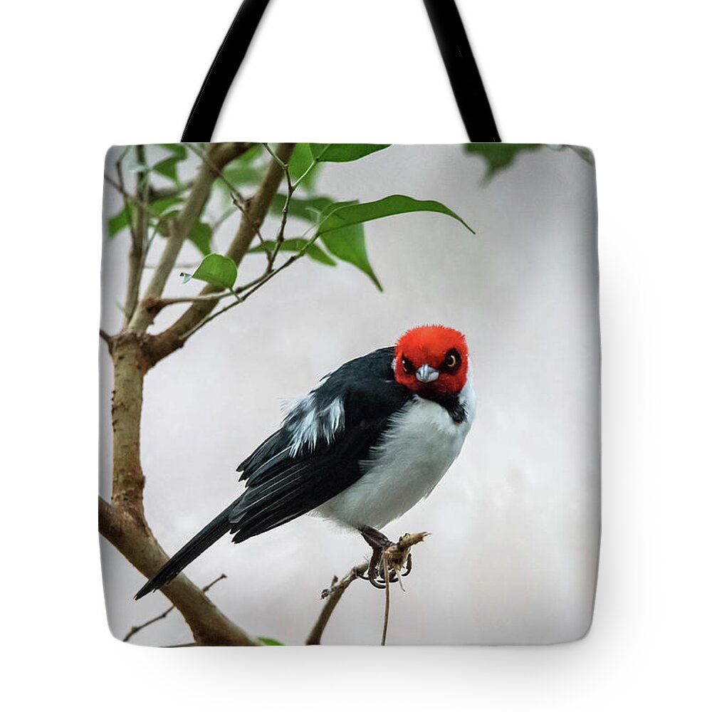 South America Tote Bag featuring the photograph Red Capped Cardinal by Ed Taylor